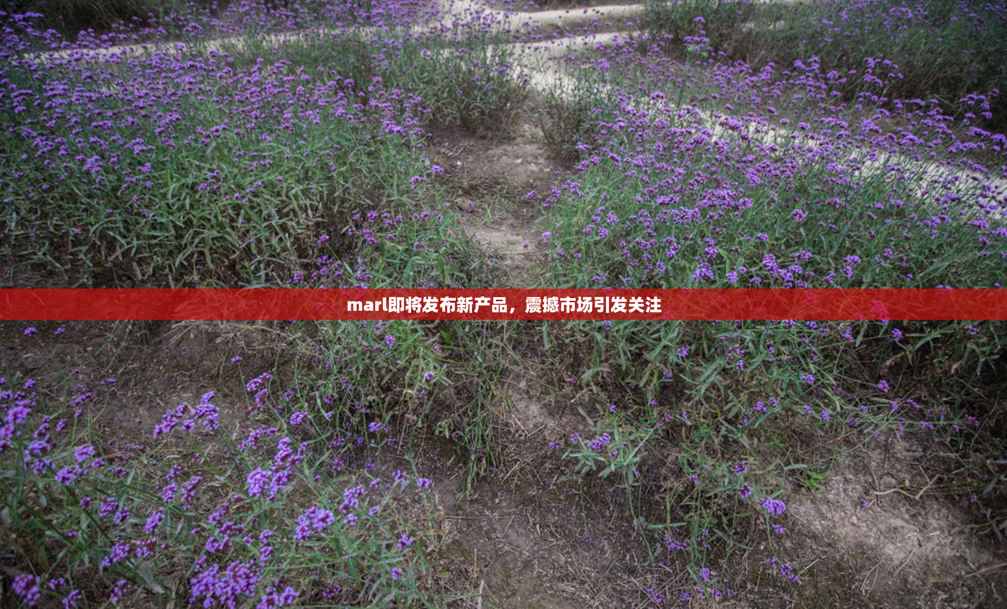 marl即将发布新产品，震撼市场引发关注