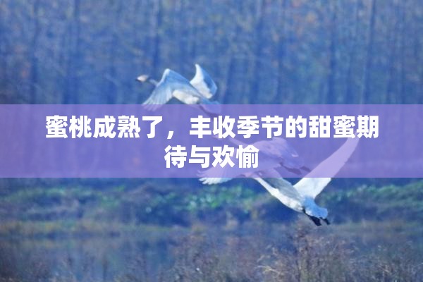 蜜桃成熟了，丰收季节的甜蜜期待与欢愉