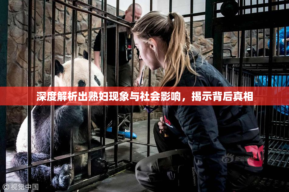 深度解析出熟妇现象与社会影响，揭示背后真相