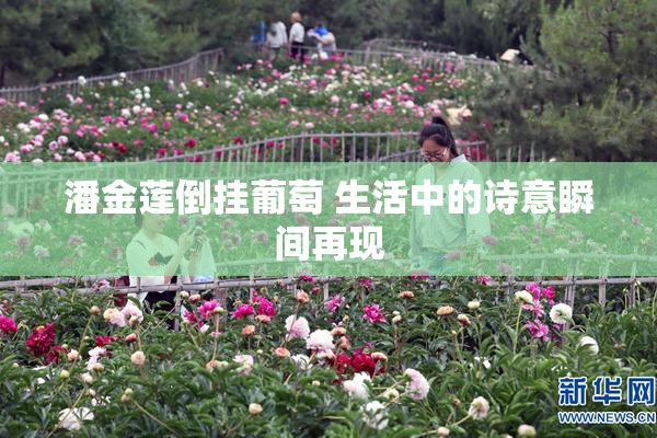 潘金莲倒挂葡萄 生活中的诗意瞬间再现