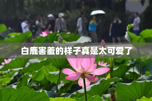 白鹿害羞的样子真是太可爱了