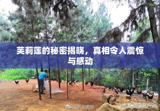 芙莉莲的秘密揭晓，真相令人震惊与感动