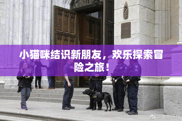 小猫咪结识新朋友，欢乐探索冒险之旅！