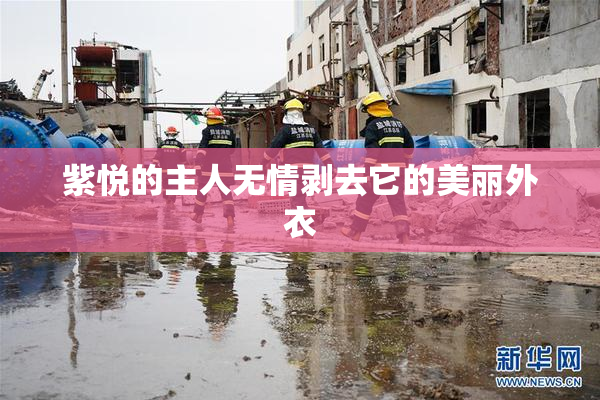 紫悦的主人无情剥去它的美丽外衣