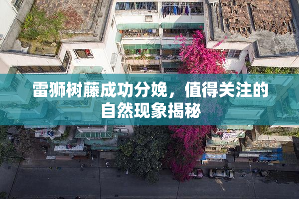雷狮树藤成功分娩，值得关注的自然现象揭秘