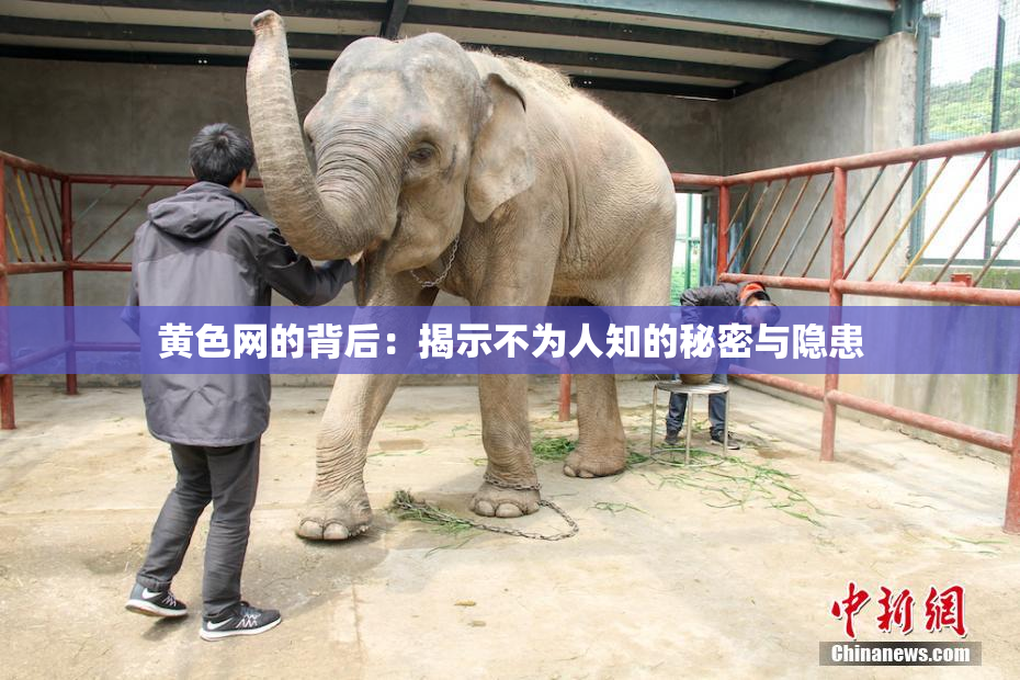黄色网的背后：揭示不为人知的秘密与隐患
