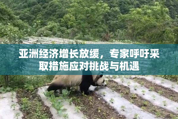 亚洲经济增长放缓，专家呼吁采取措施应对挑战与机遇