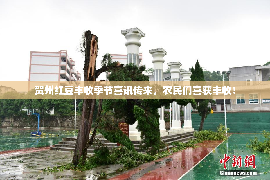 贺州红豆丰收季节喜讯传来，农民们喜获丰收！
