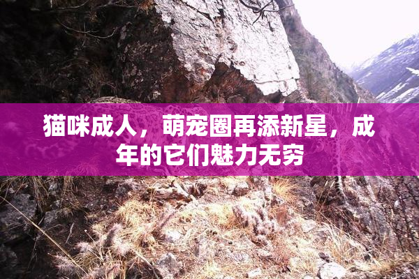 猫咪成人，萌宠圈再添新星，成年的它们魅力无穷