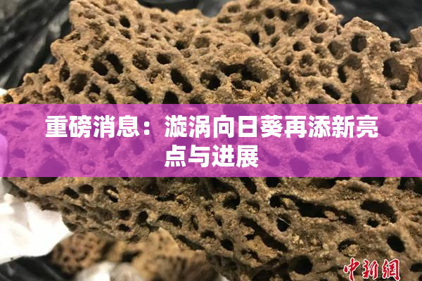 重磅消息：漩涡向日葵再添新亮点与进展