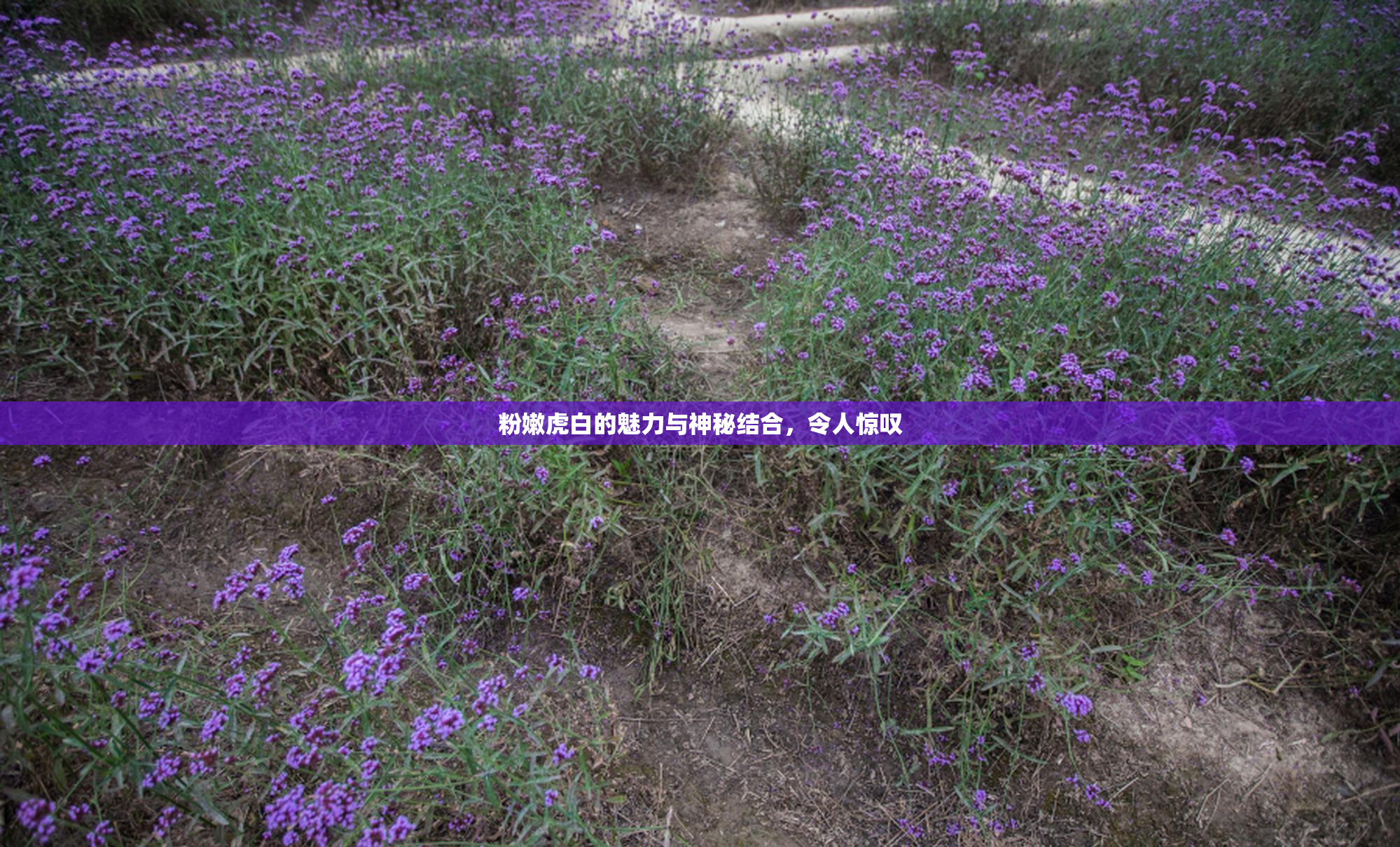 粉嫩虎白的魅力与神秘结合，令人惊叹
