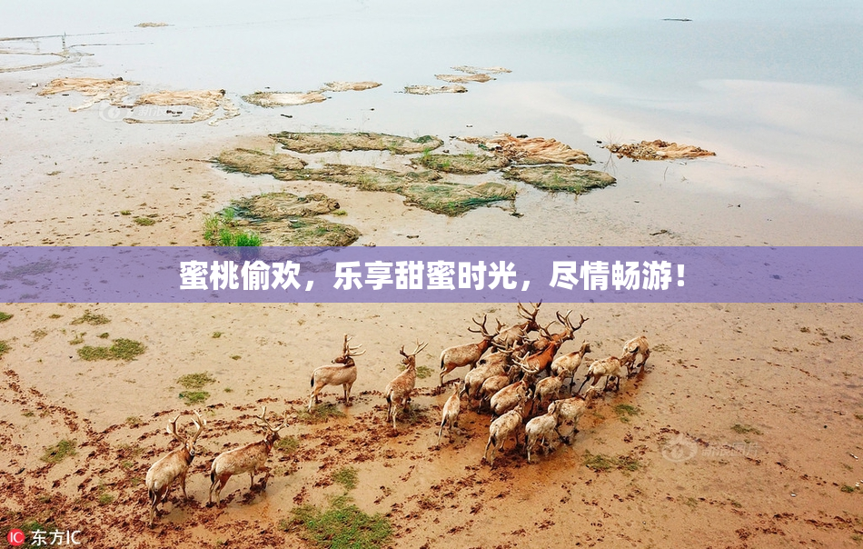 蜜桃偷欢，乐享甜蜜时光，尽情畅游！