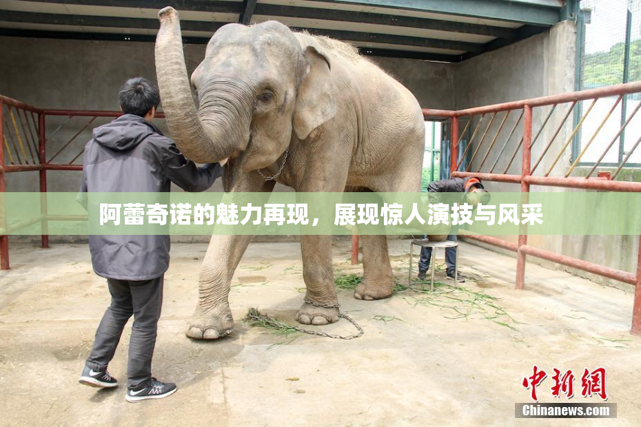 阿蕾奇诺的魅力再现，展现惊人演技与风采