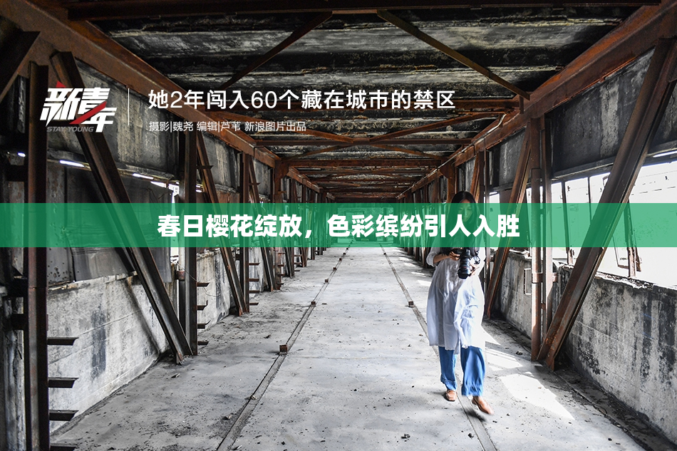 春日樱花绽放，色彩缤纷引人入胜