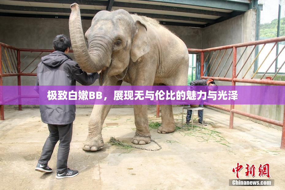 极致白嫩BB，展现无与伦比的魅力与光泽