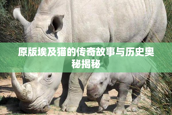 原版埃及猫的传奇故事与历史奥秘揭秘