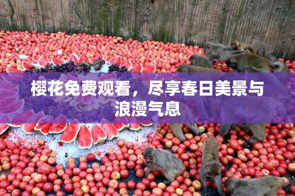 樱花免费观看，尽享春日美景与浪漫气息