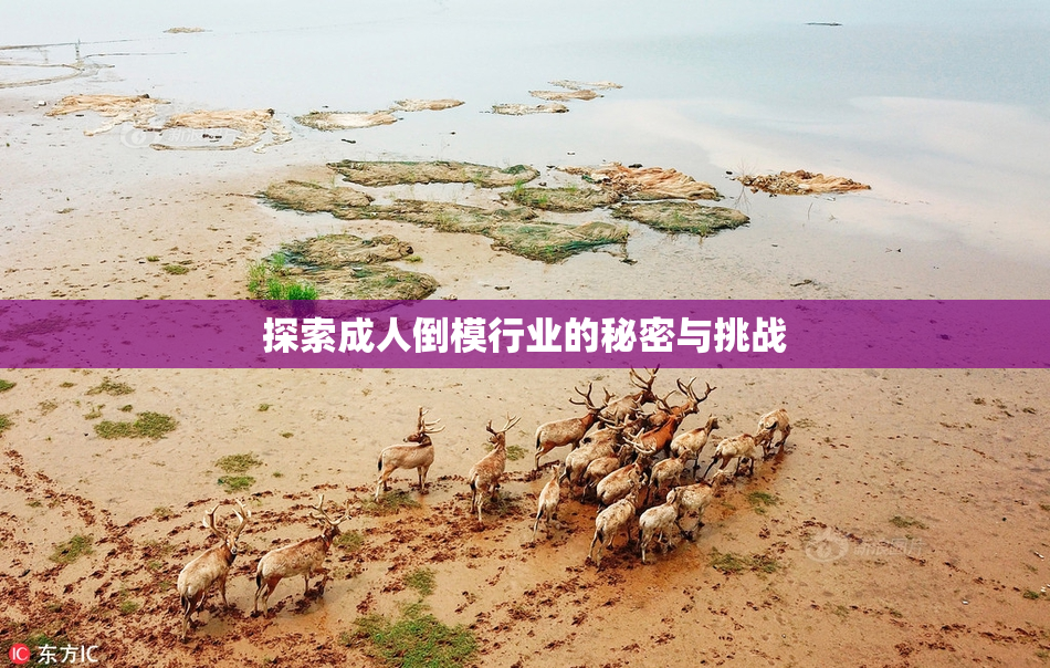 探索成人倒模行业的秘密与挑战