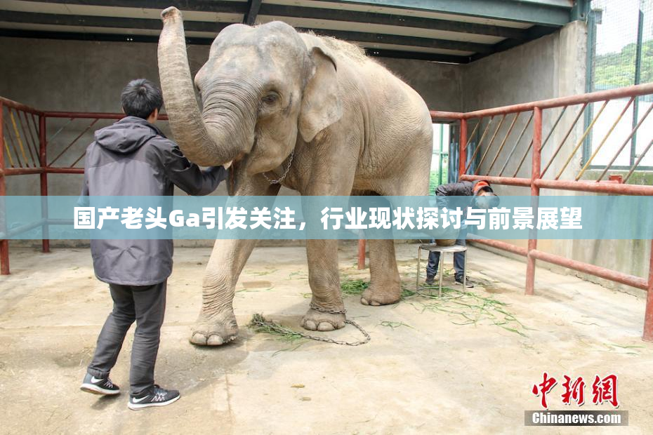 国产老头Ga引发关注，行业现状探讨与前景展望