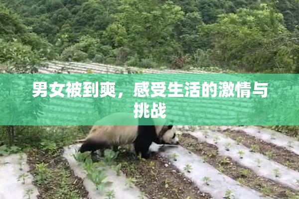 男女被到爽，感受生活的激情与挑战