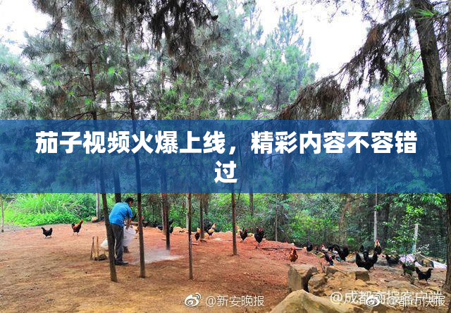 茄子视频火爆上线，精彩内容不容错过