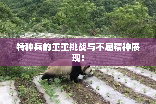 特种兵的重重挑战与不屈精神展现！