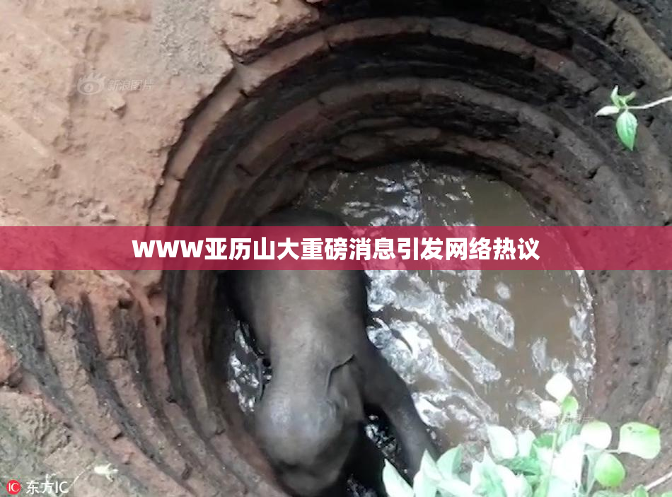 WWW亚历山大重磅消息引发网络热议