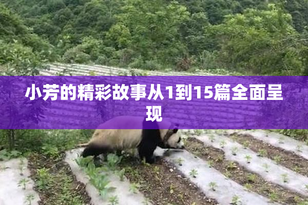 小芳的精彩故事从1到15篇全面呈现