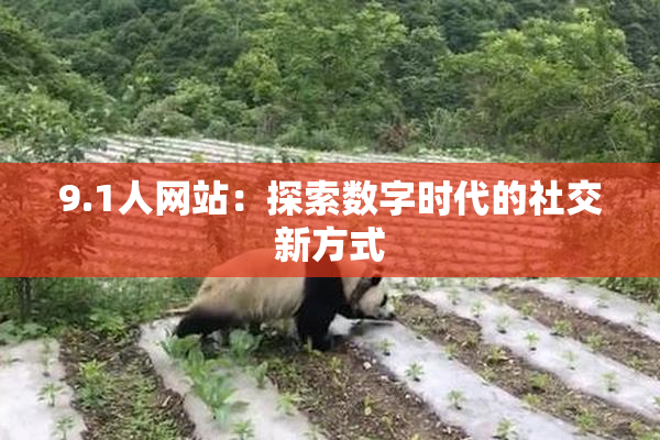 9.1人网站：探索数字时代的社交新方式