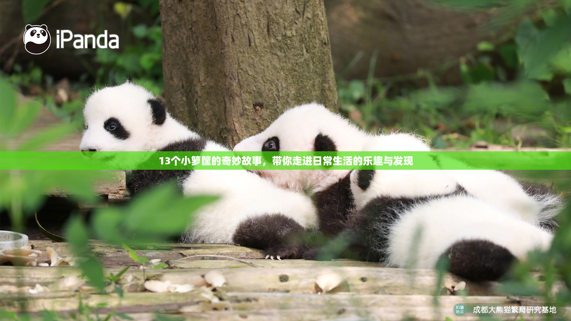 13个小箩筐的奇妙故事，带你走进日常生活的乐趣与发现