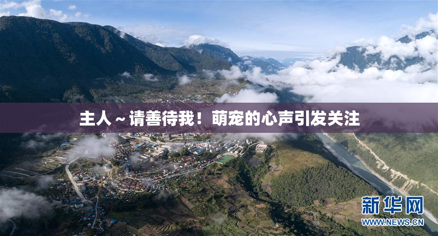 主人～请善待我！萌宠的心声引发关注